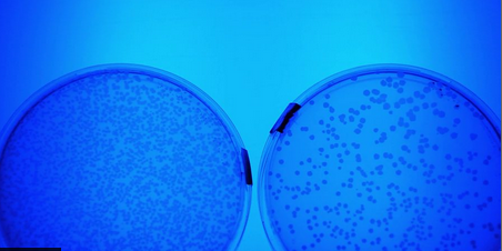 two blue petri dishes with organisms in them